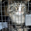 고양이 유치원 이미지