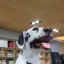 고려동물약품 이미지