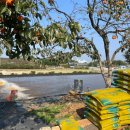 삼가향어 | [맛집] 전주 민물 향어회 '에덴수산' 잡내 없는 깔끔함과 가성비까지 좋은 식당 (콜키지 프리)