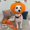 1905 | 포인핸드 입양후기[❤️입양후기❤️] 1905.호두 🐶