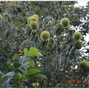 호랑이농장 이미지