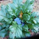 여주-1099 이미지