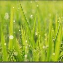 대포동-5 이미지