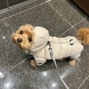 별이알이 댕댕샵 | [숭의동] 스파가능한 1인 애견미용샵 &#39;별이알이 댕댕샵&#39;