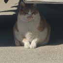 금동이네