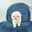 퍼피메이트 안심분양센터 동탄 강아지분양 이미지