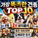 👉 가장 똑똑한 견종 TOP10! 우리 강아지는 몇 위일까? 이미지