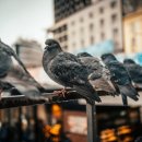 비둘기근린공원 이미지