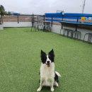 더 퍼피즈 블루 오션 쿡 이미지