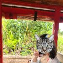 돌속농장 | 하와이 여행 6일차!!_와이켈레 아울렛부터 돌 파인애플 농장, 거북이 해변까지 하루 완벽 일정