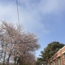 강화도 숨겨진 벚꽃명소 🌸 강남중학교 &amp; 강남영상미디어고 쪽, 4/11(토) 아직 덜 핀 벚꽃 후기