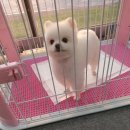 The dog 애견미용샵 이미지