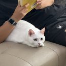 엉클스캣 | 대전)무마취 반려묘 미용/엉클스캣 방문후기