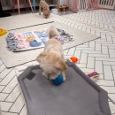 도그레스트 이미지