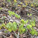 강원도흑염소 이미지