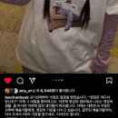 스몹고양 이미지