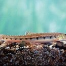 어류도감 이미지