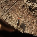 하늘소농장 이미지