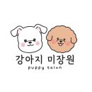 강아지미장원 이미지