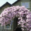 꿈꾸는 정원 이미지