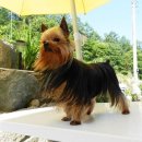 베스트 애견 이미지