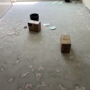 리젤펠리스 이미지