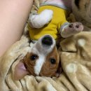 개린이세상 이미지