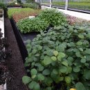 꽃회사농장 | 호주 워킹홀리데이 시티에서도 세컨, 서드 비자를 딸 수 있다?! 🌼꽃농장🌼 리얼 후기