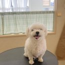 댕댕포유 | 강아지 미용 후기 - [김해 장유] 댕댕포유