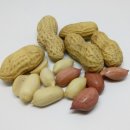 땅콩이네 이미지