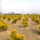 황금소나무농원 이미지