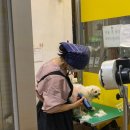 도그에이드 이미지