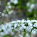 개나리꽃민박 이미지