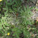 솜양지꽃 Potentilla discolor Bunge 이미지