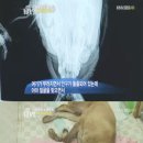 수배농장 네이버블로그