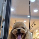 honapet(호나펫) 이미지
