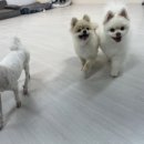 다람플레닛