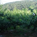 참한우농장 이미지