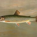 산천어낚시 이미지