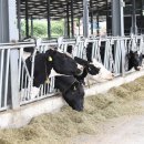 충청 축산 이미지