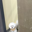 킴스펫살롱 이미지