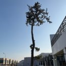 핀란드풀빌라 | 포항 숙소 알데아풀빌라 펜션 화이트 핀란드사우나 후기