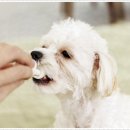 더펫 강아지분양 고양이분양 일산본점 이미지