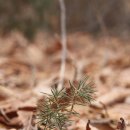 나무숲소 이미지