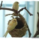 카나리아 이미지