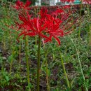 기룡솔밭 이미지