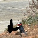 바둑아 사랑해 | 일반문과 편입 합격후기 [2026]