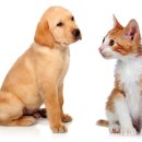 개와 고양이 이미지
