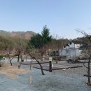 어성애견 이미지