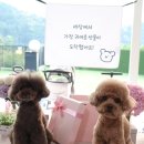 몽이네 애견미용 | 서울 근교 양평 애견 펜션 강아지 물놀이 풀빌라